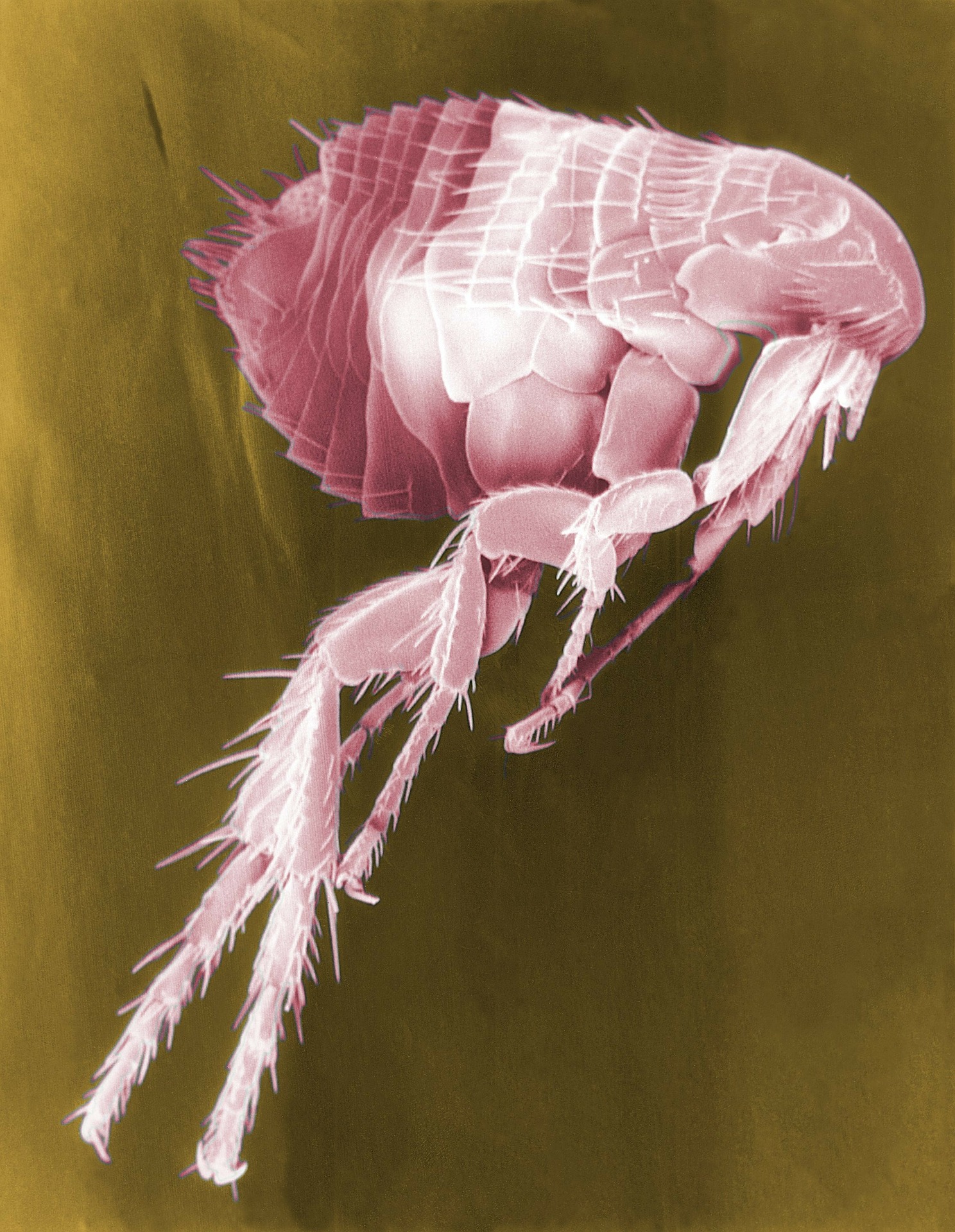 flea-63043_1920 are fleas fast
