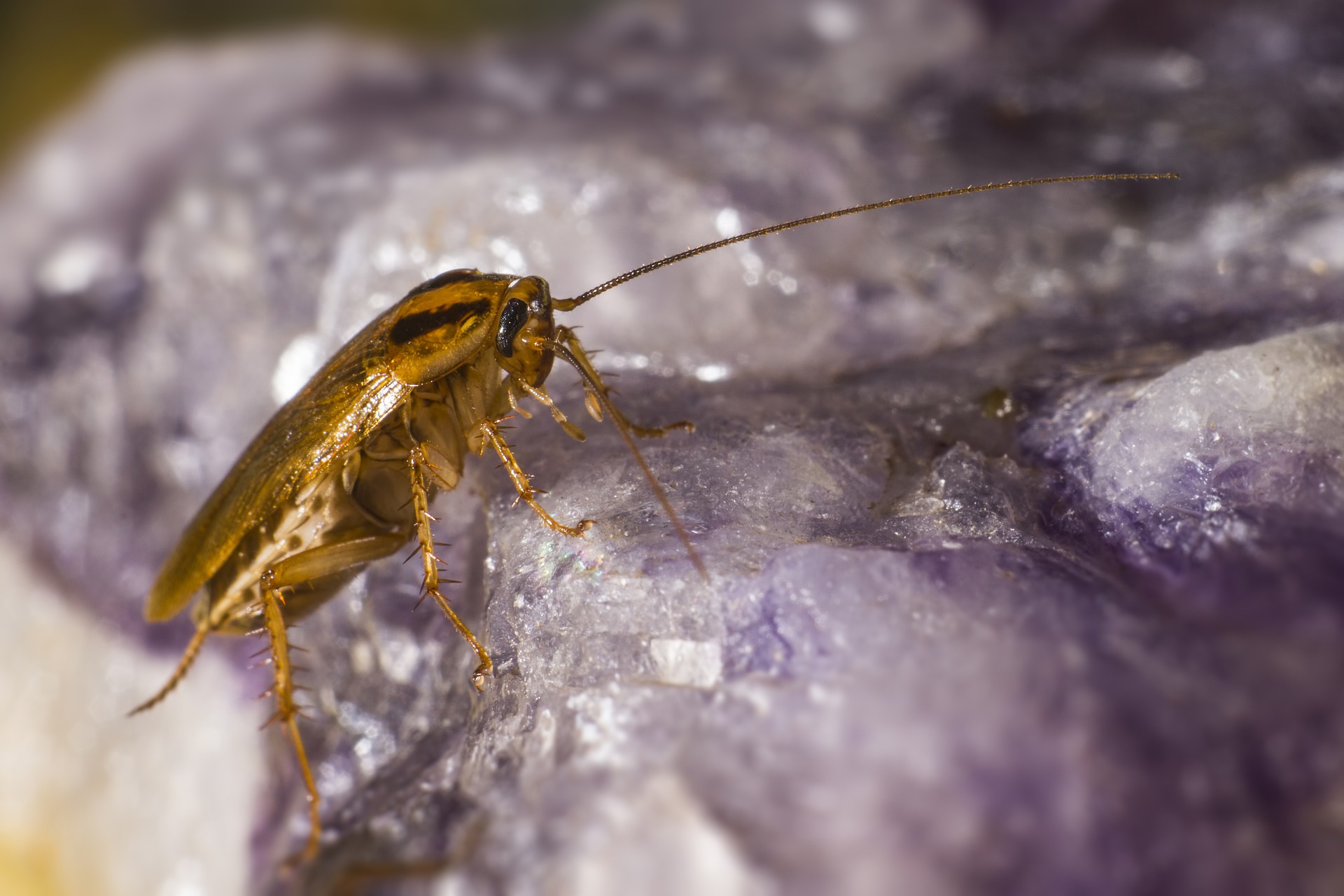 german-cockroach-4840630_1920 Are cockroaches mean