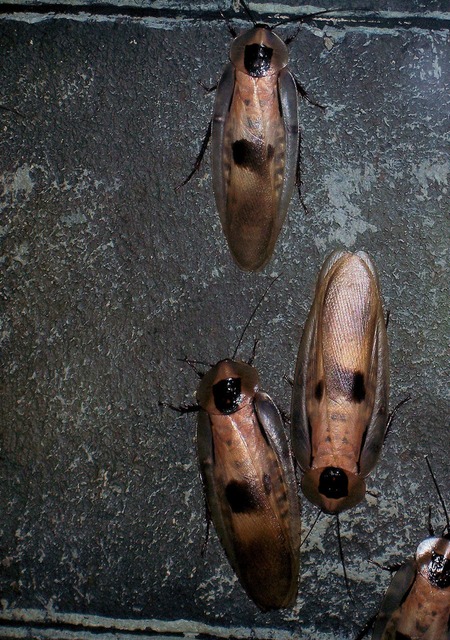 roaches-2295_640 Are cockroaches fast