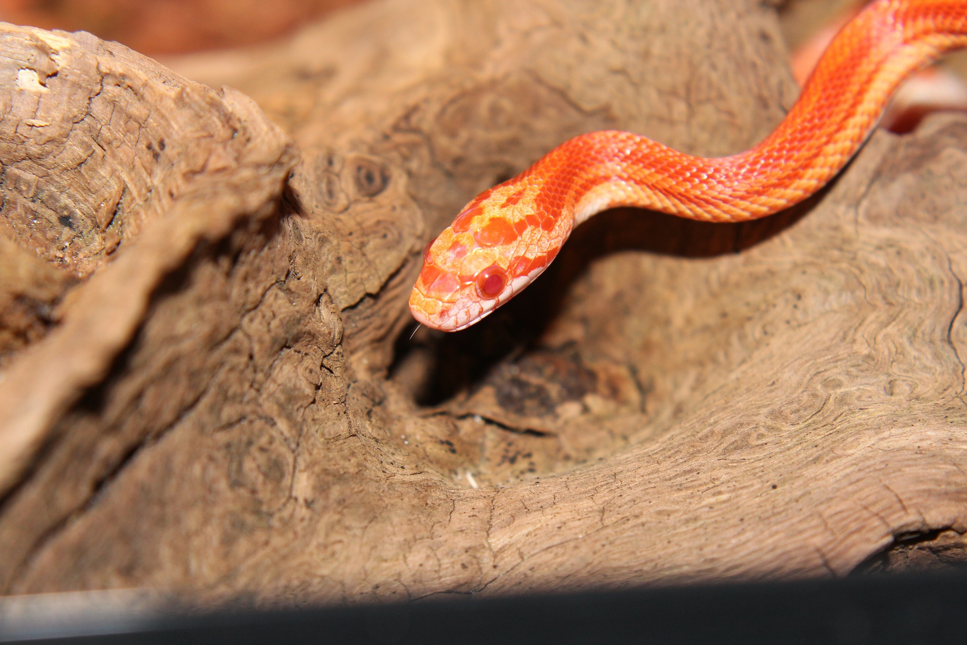corn-snake-245648_1920 Are corn snakes moody