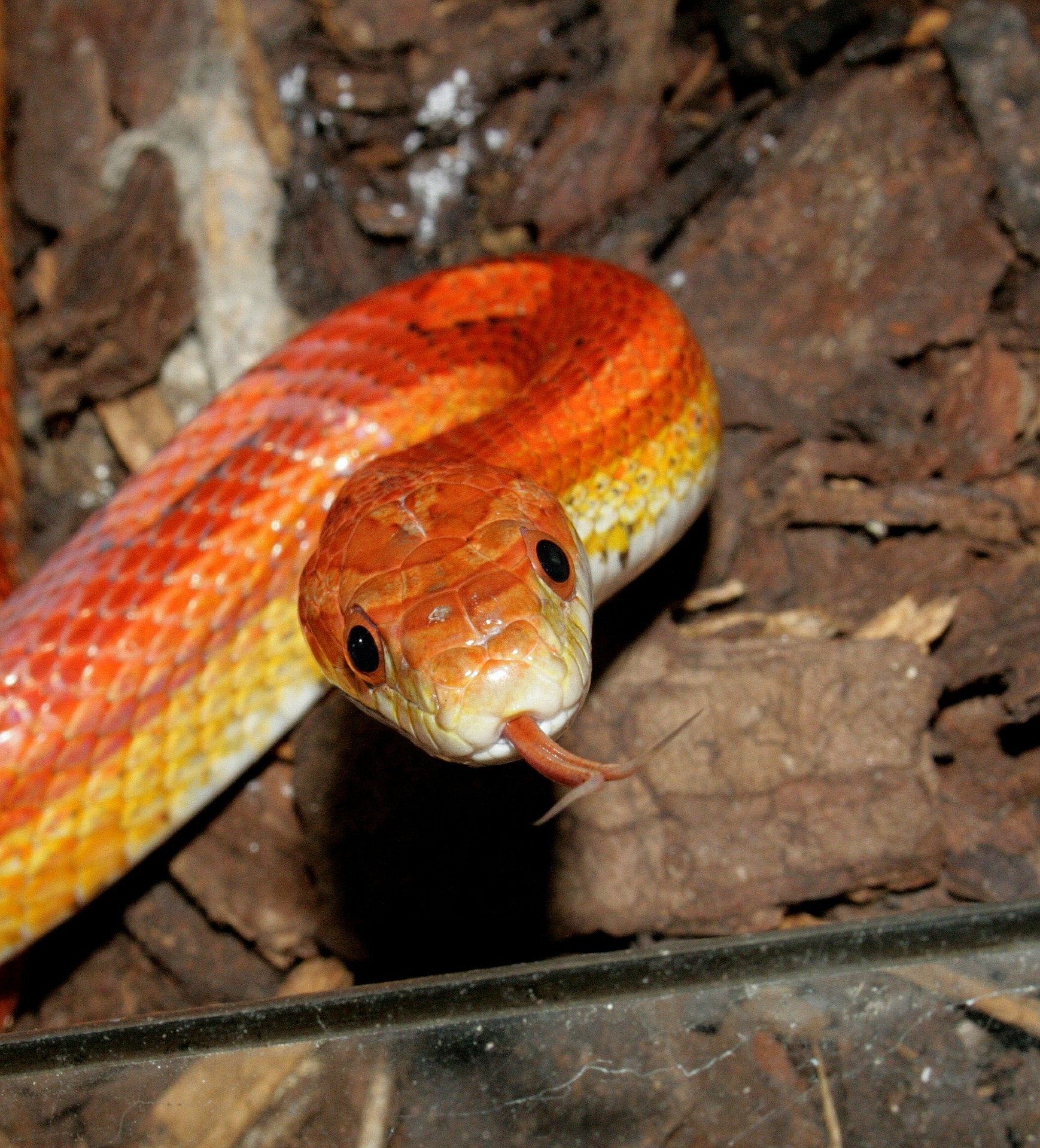 snake-298710_1920 Are corn snakes cannibalistic