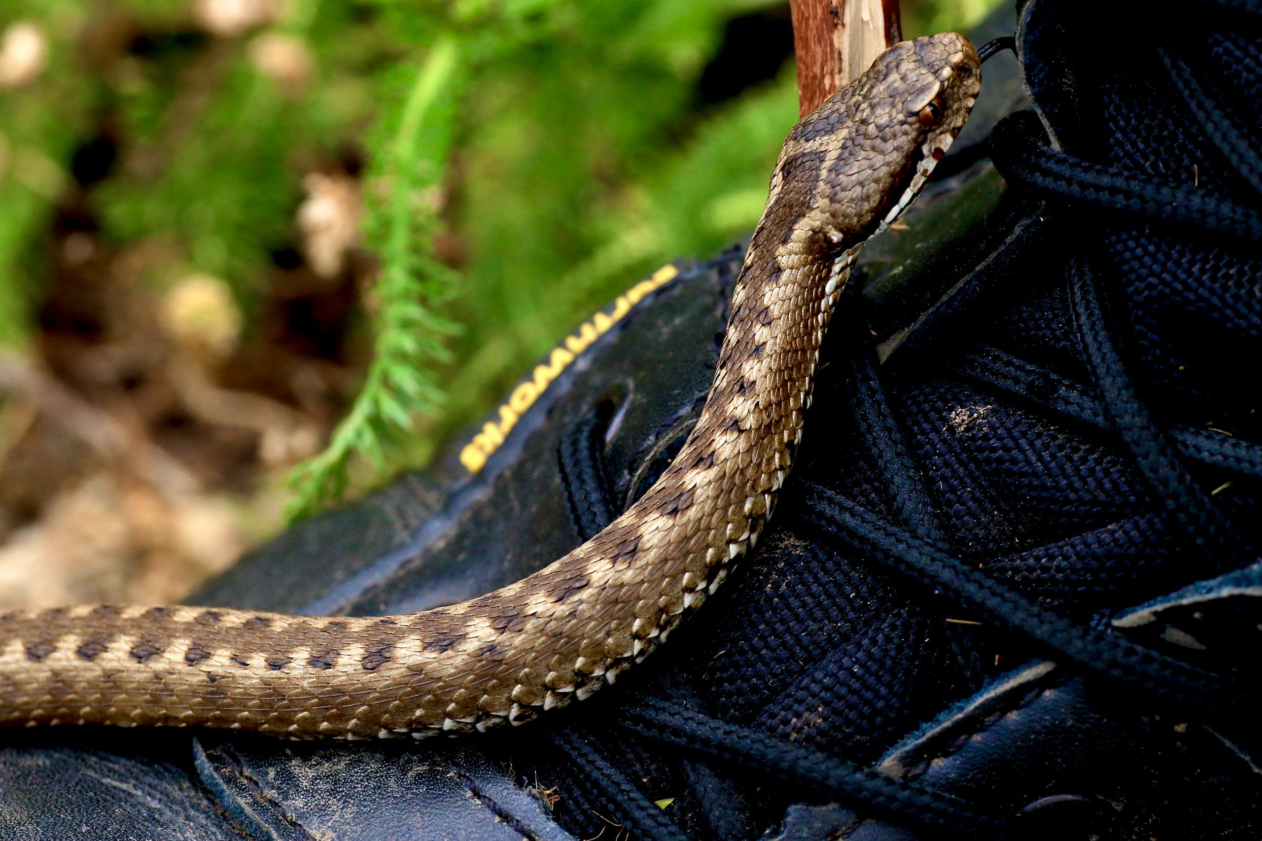 james-wainscoat-vYReUlZZxpM-unsplash Are hognose snakes good starter snakes