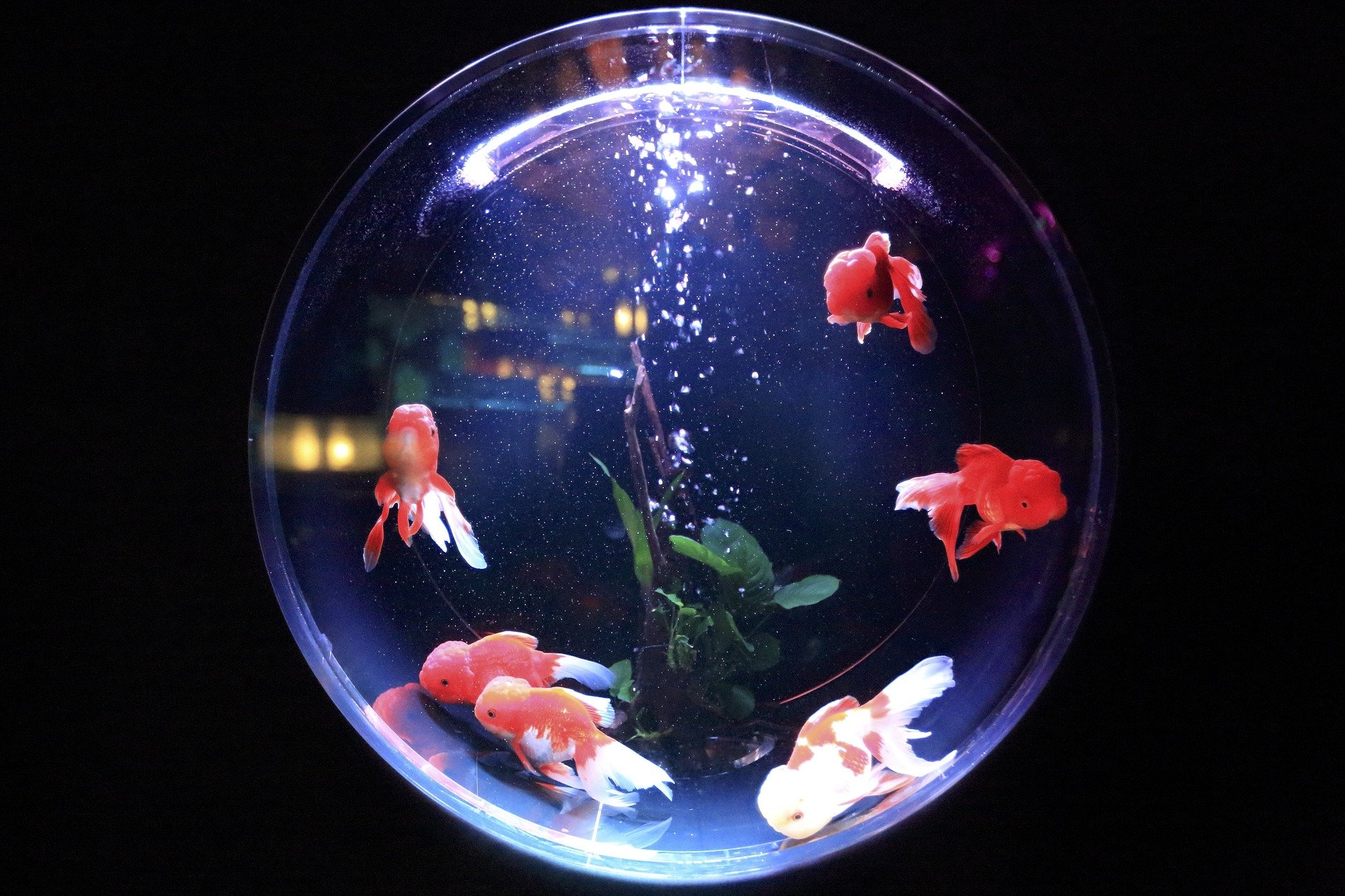 fish-bowl-846060_1920 fish-bowl-846060_1920