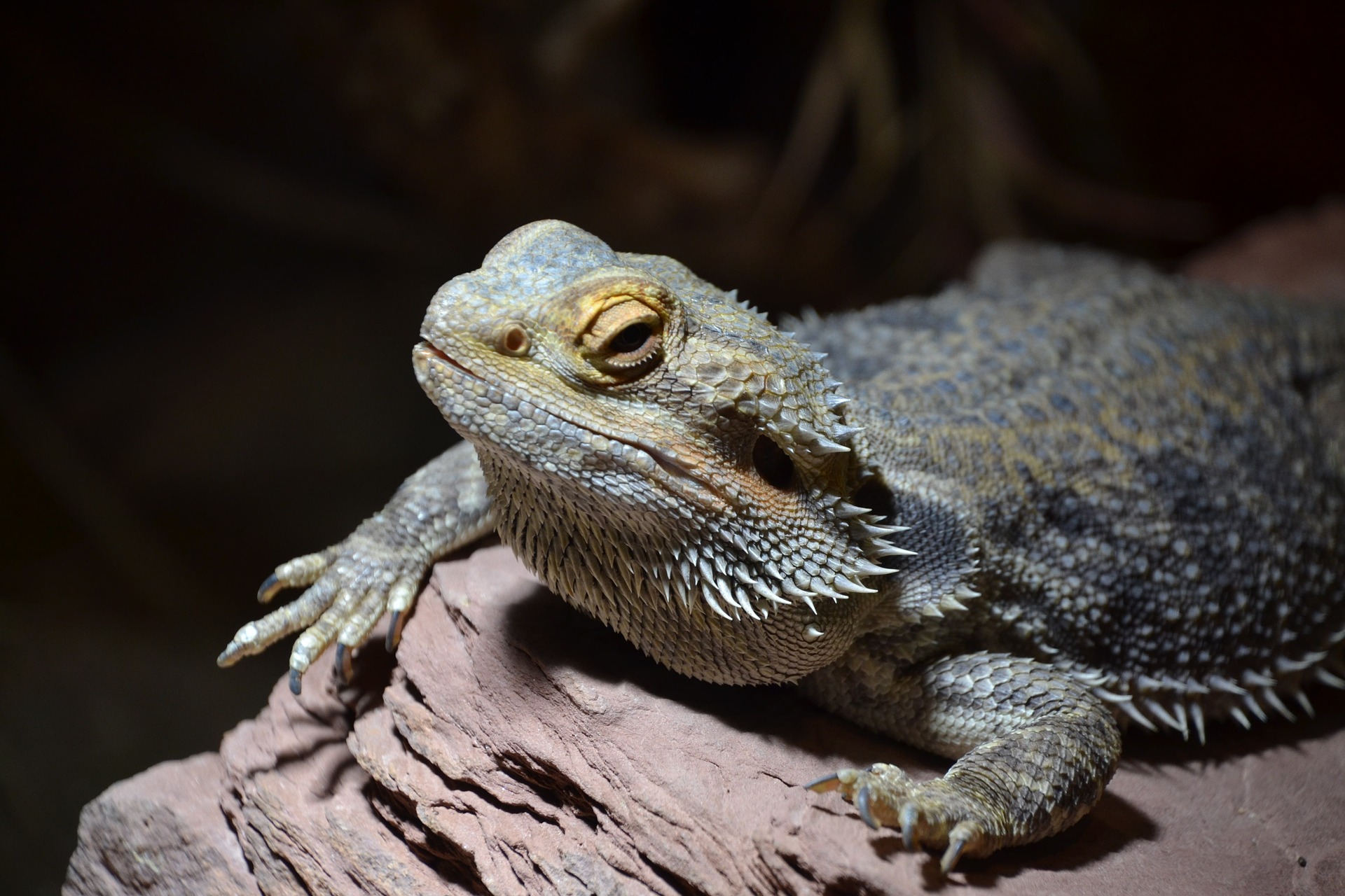 bearded-dragon-1124498_1920 Do bearded dragons feel pain