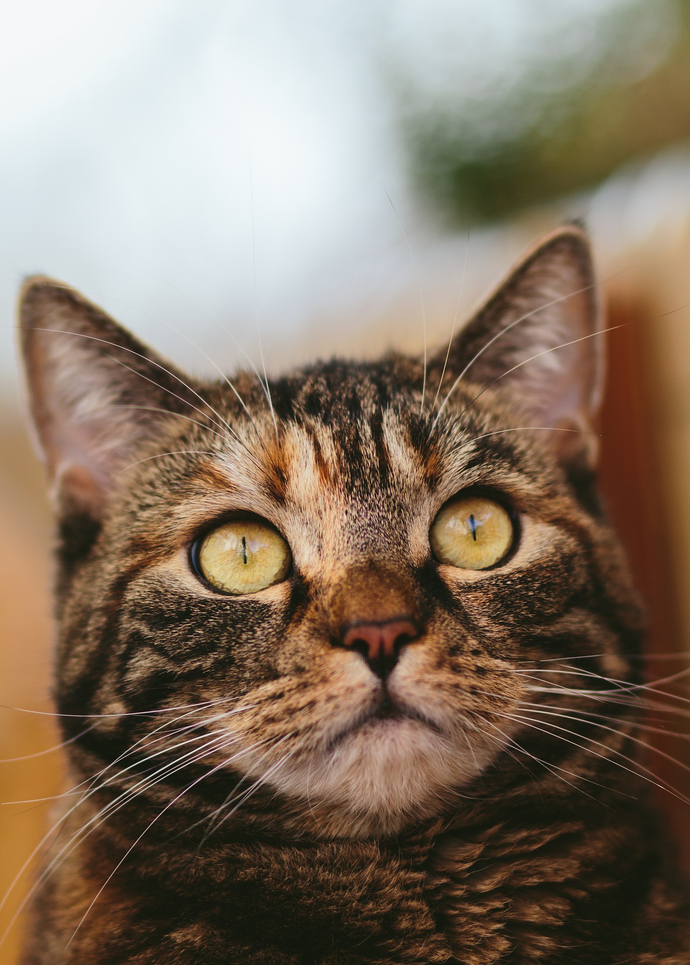 cat-5129332_1920 cat-5129332_1920