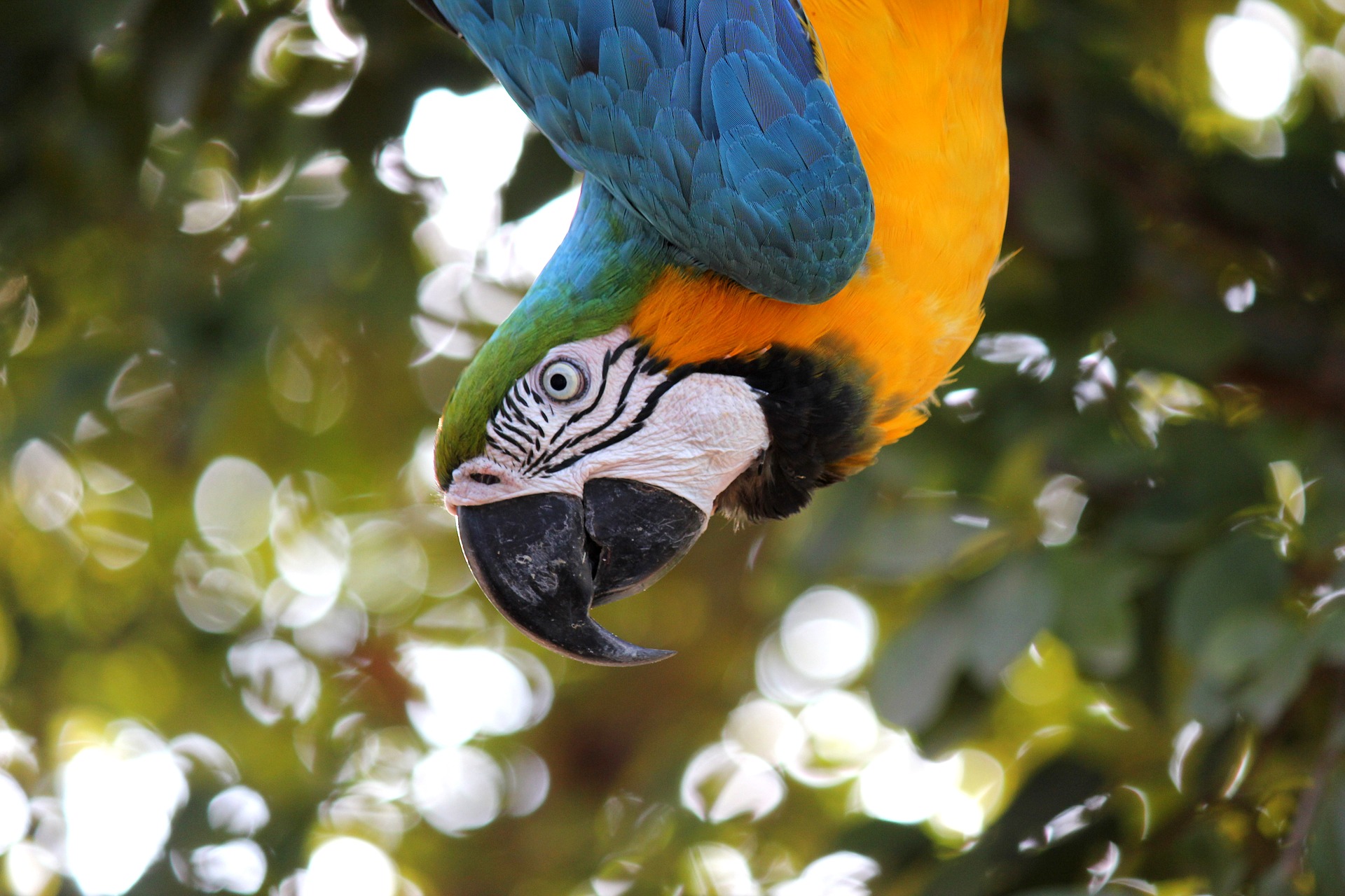 macaw-1817586_1920 Do parrots sleep at night